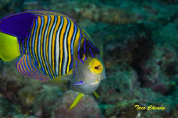 Royal Angelfish @ Anilao by Taco Cheung 